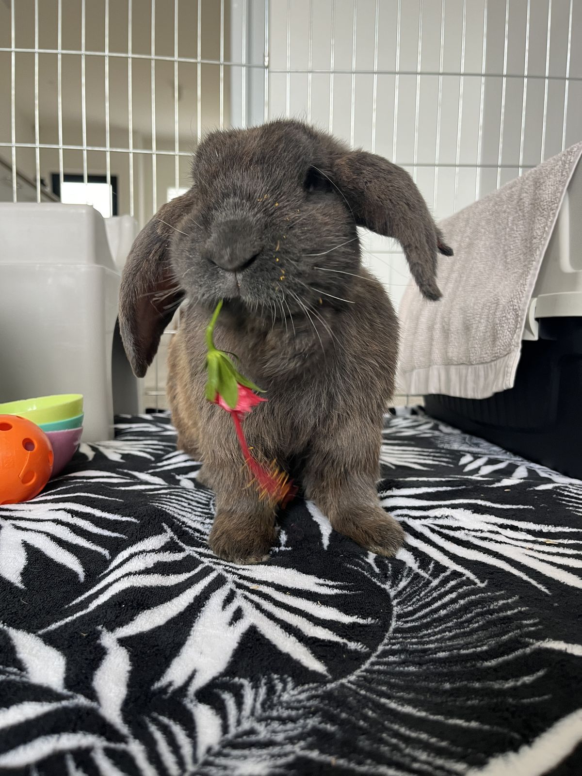 Gallery image: Manny