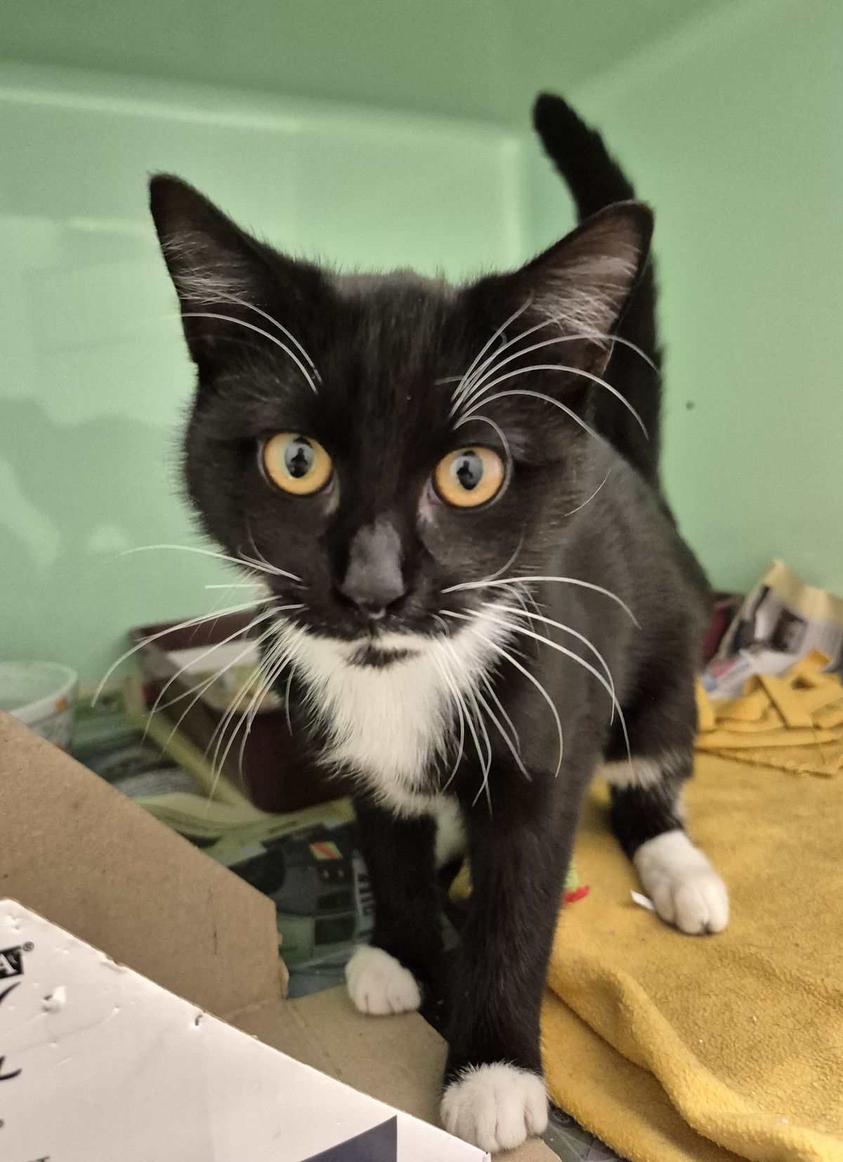 Gallery image: Thomas