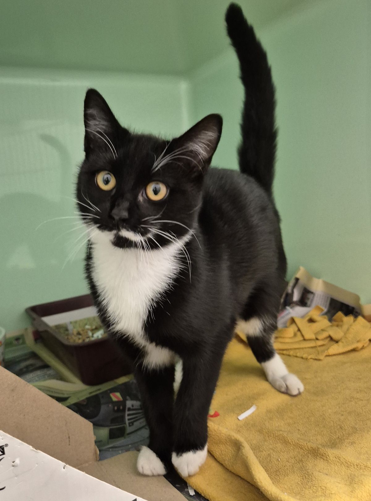 Gallery image: Thomas