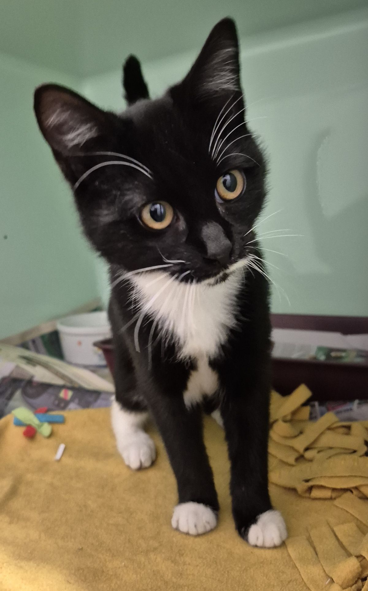 Gallery image: Thomas