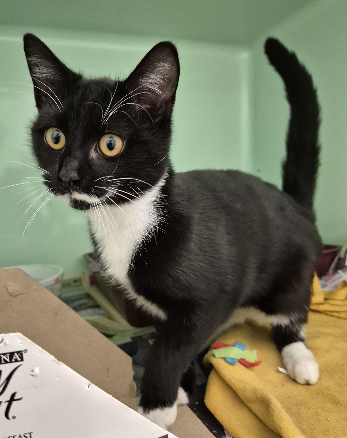 Gallery image: Thomas