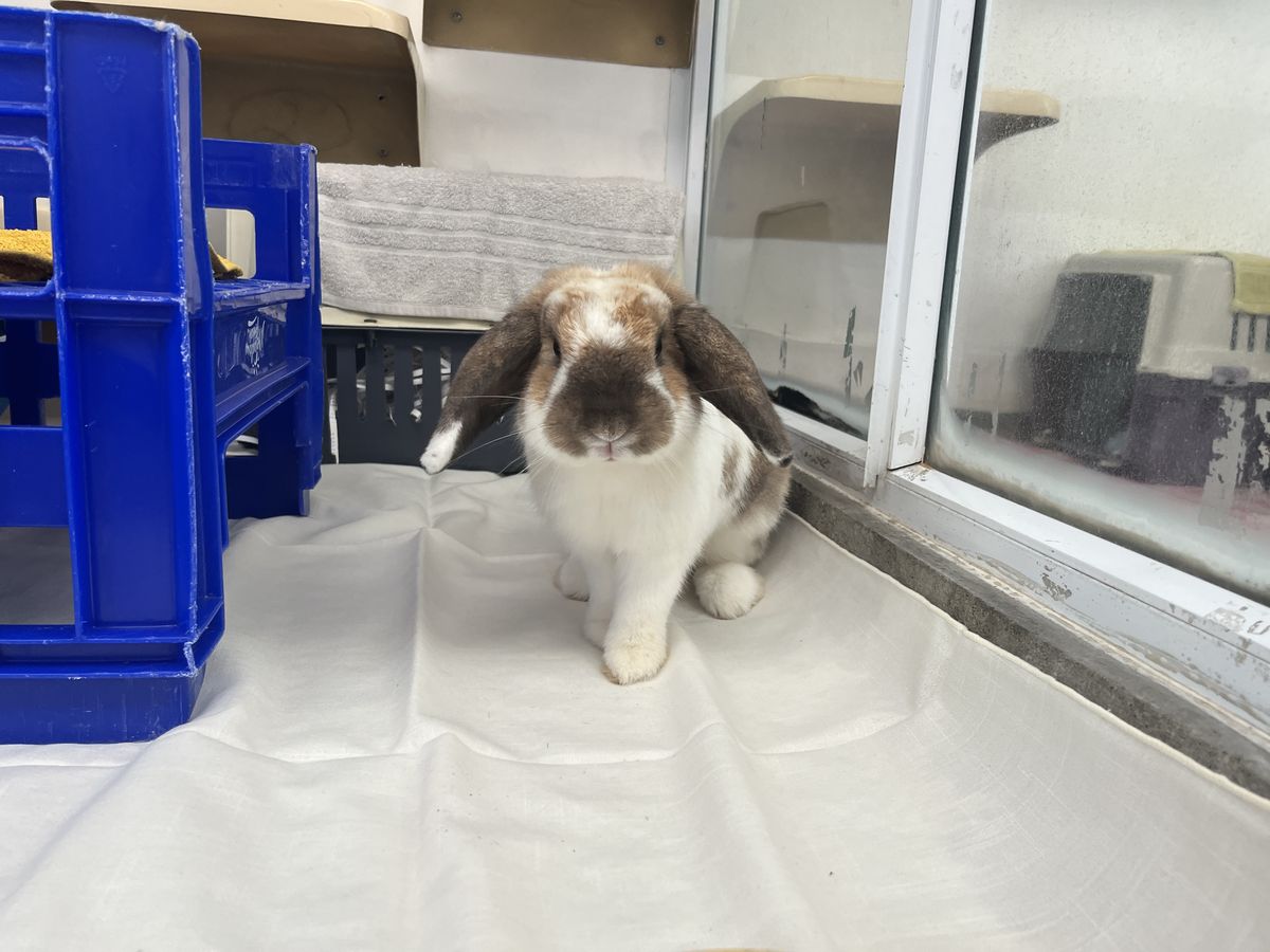 Gallery image: Bradley