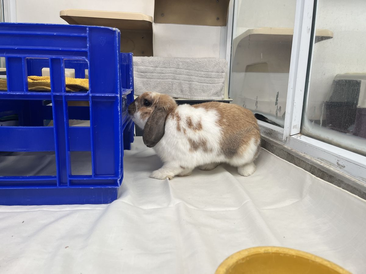 Gallery image: Bradley