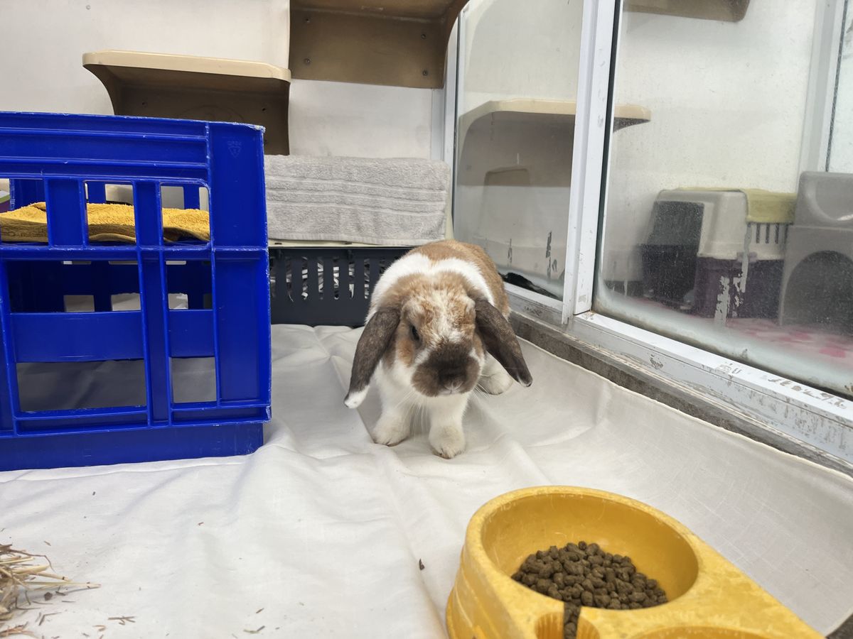 Gallery image: Bradley