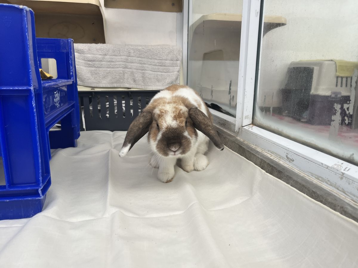 Gallery image: Bradley