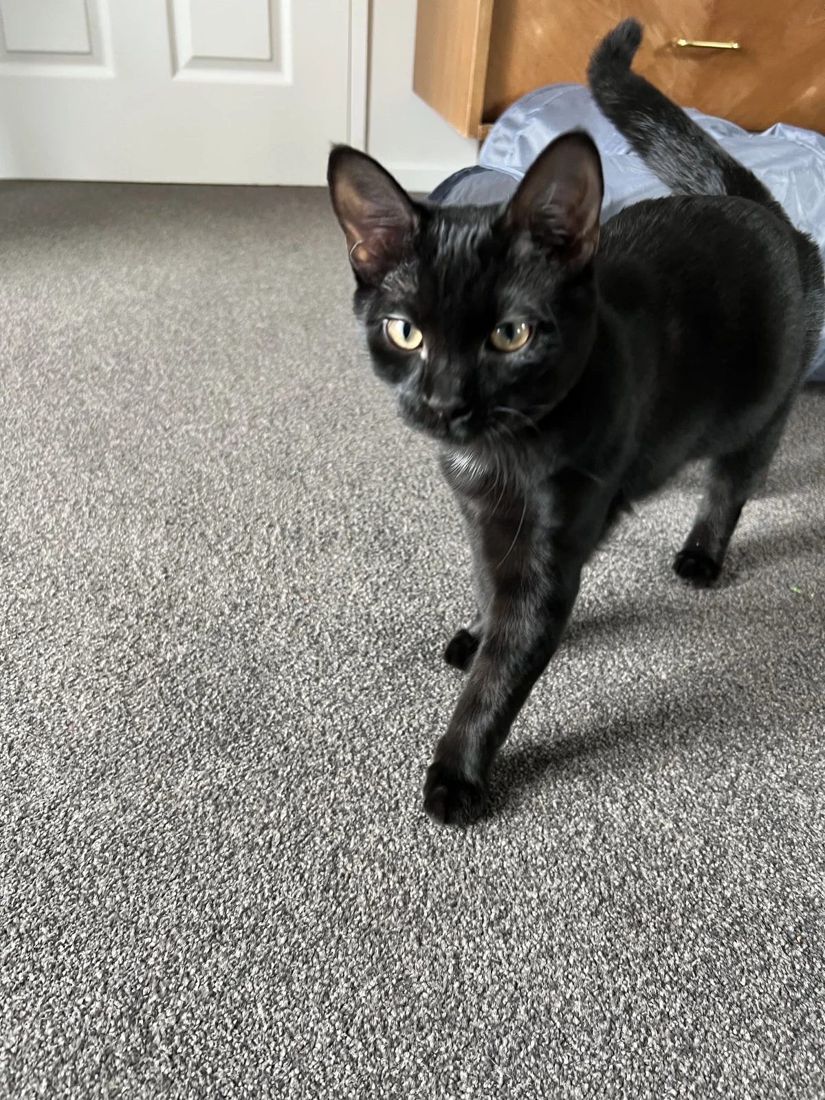 Gallery image: Verdana