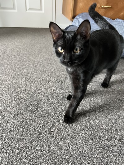 Verdana - Domestic Short Hair