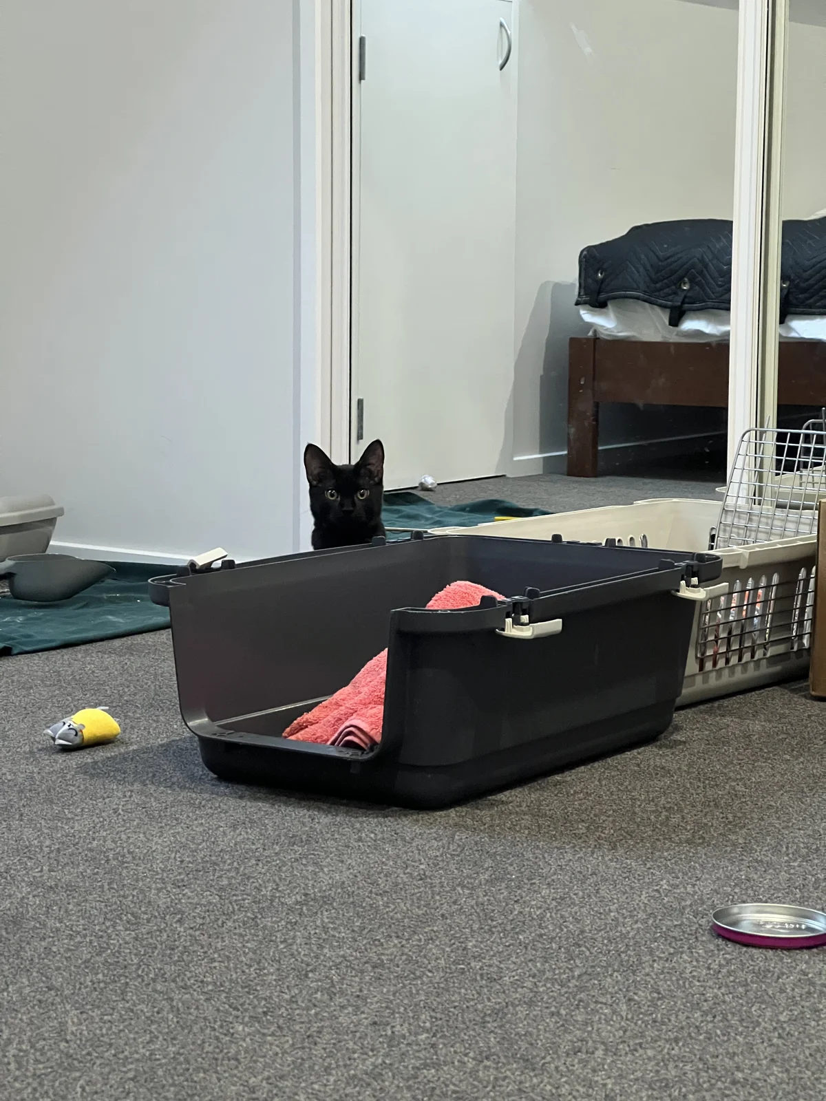 Gallery image: Verdana