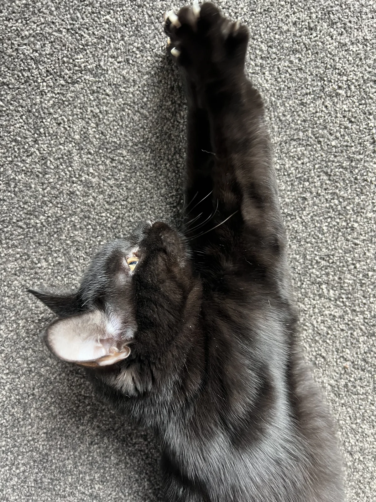 Gallery image: Verdana