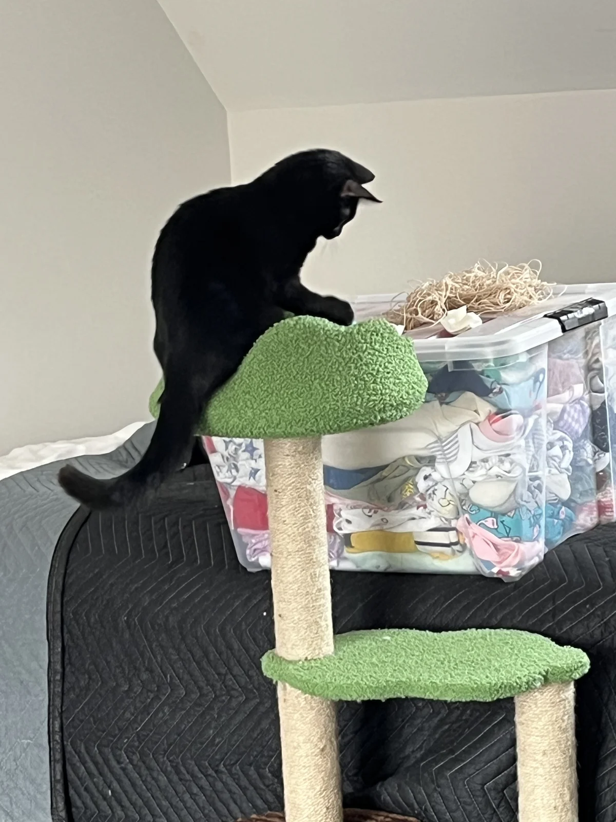 Gallery image: Verdana