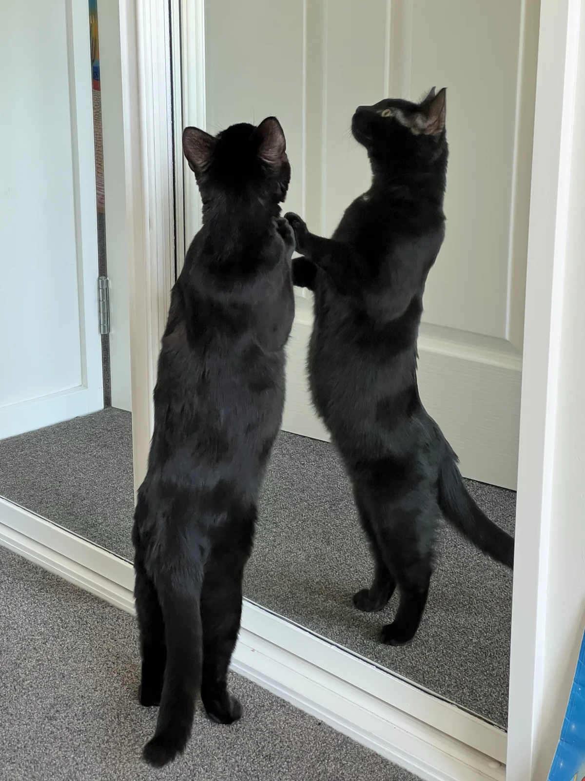 Gallery image: Verdana