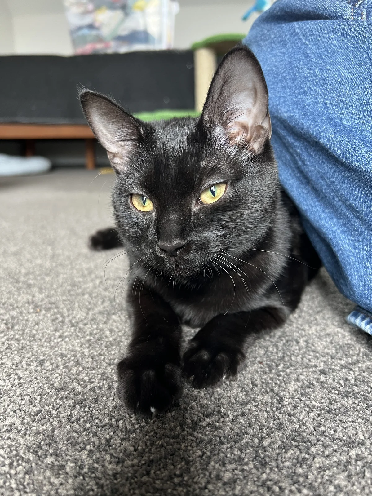 Gallery image: Verdana