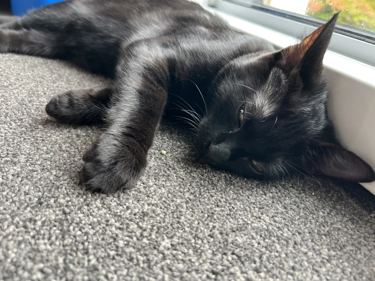 Gallery image: Verdana