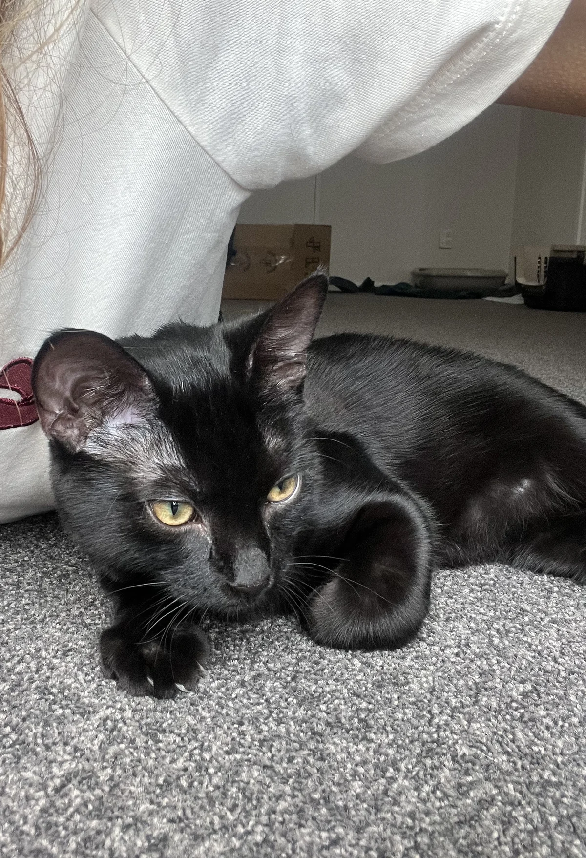 Gallery image: Verdana