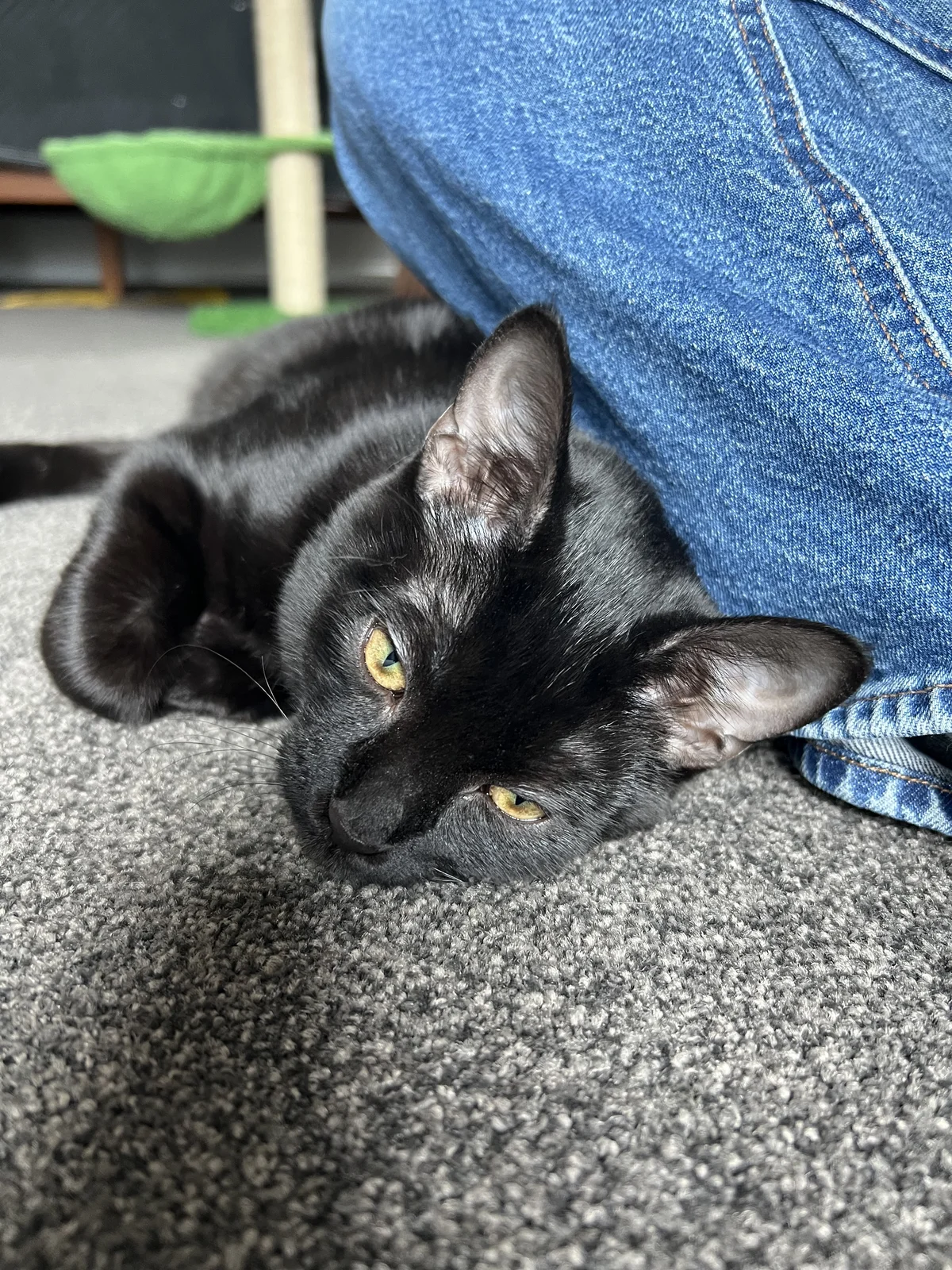 Gallery image: Verdana