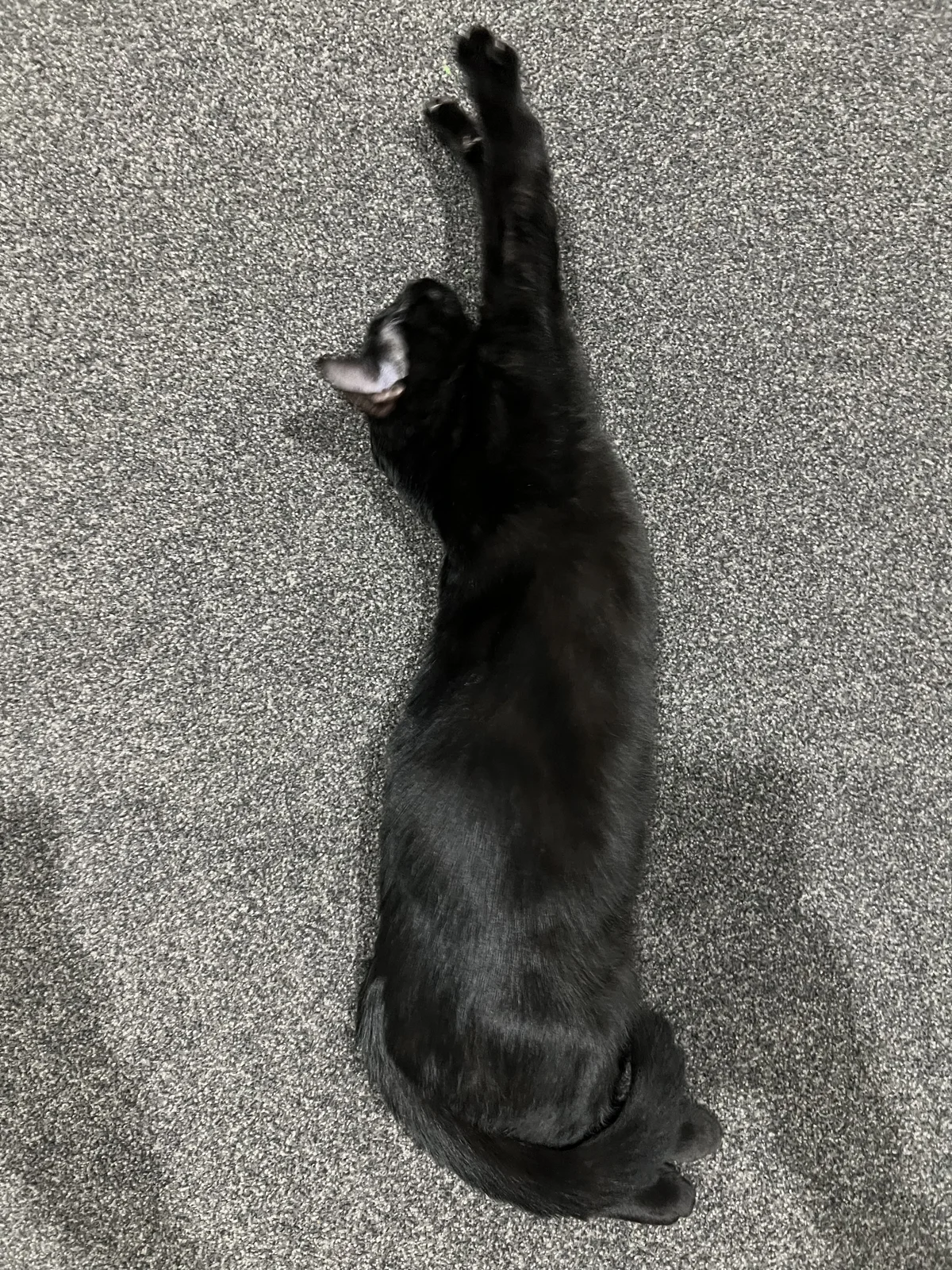 Gallery image: Verdana