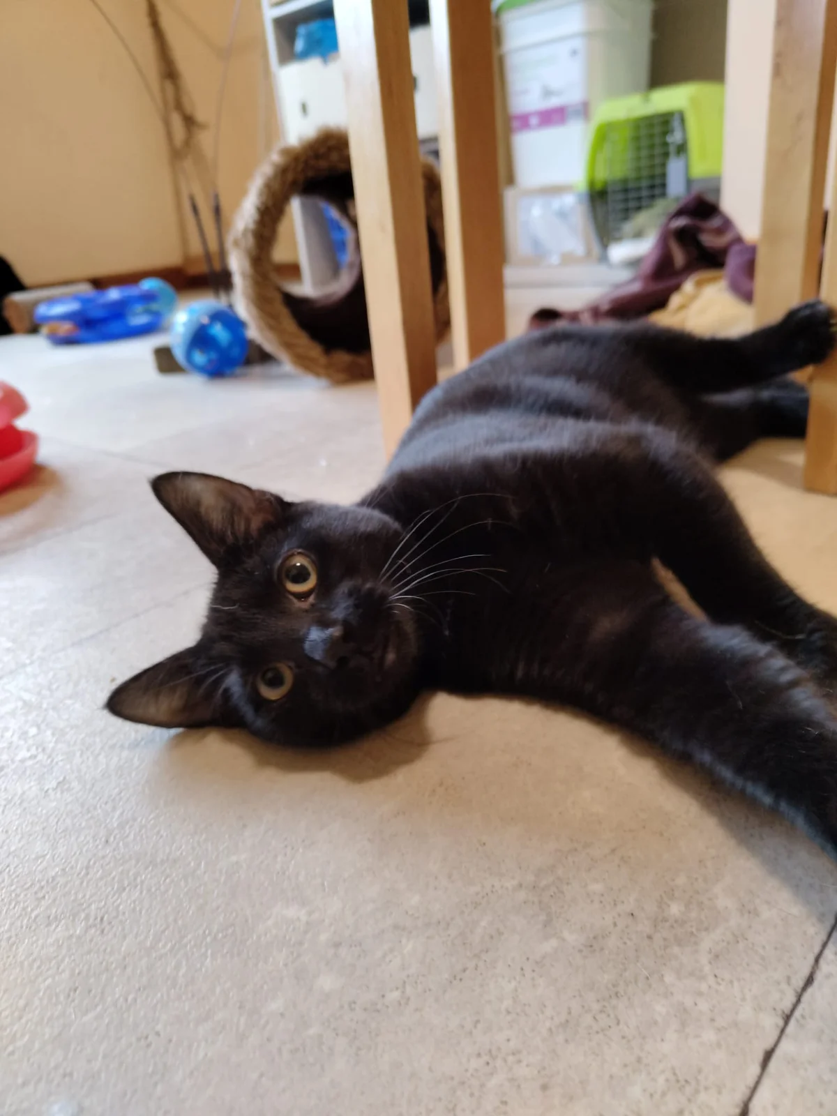 Gallery image: Cambria