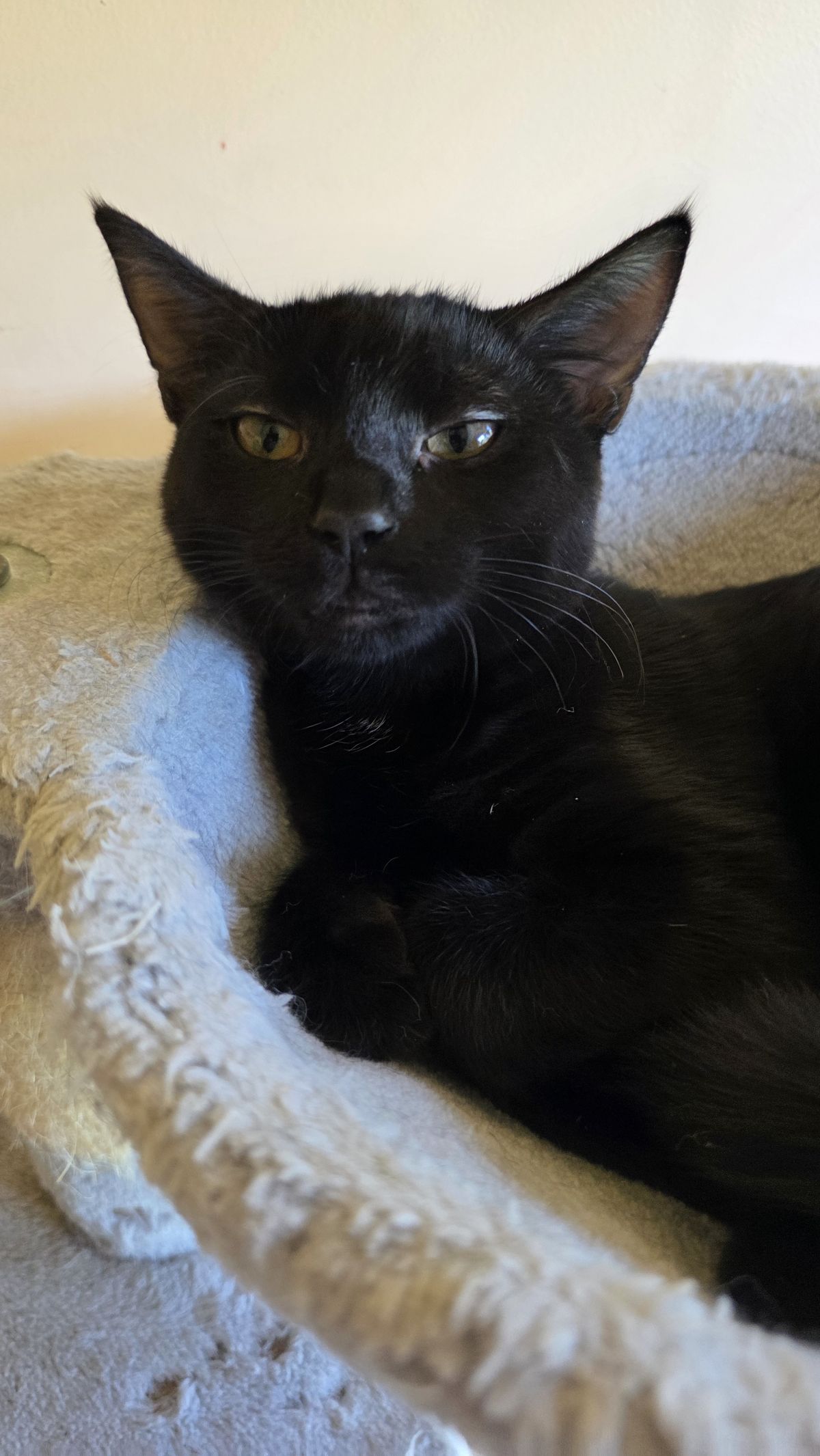 Gallery image: Cambria