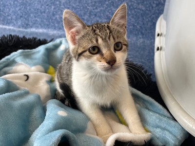 Momo - Domestic Short Hair