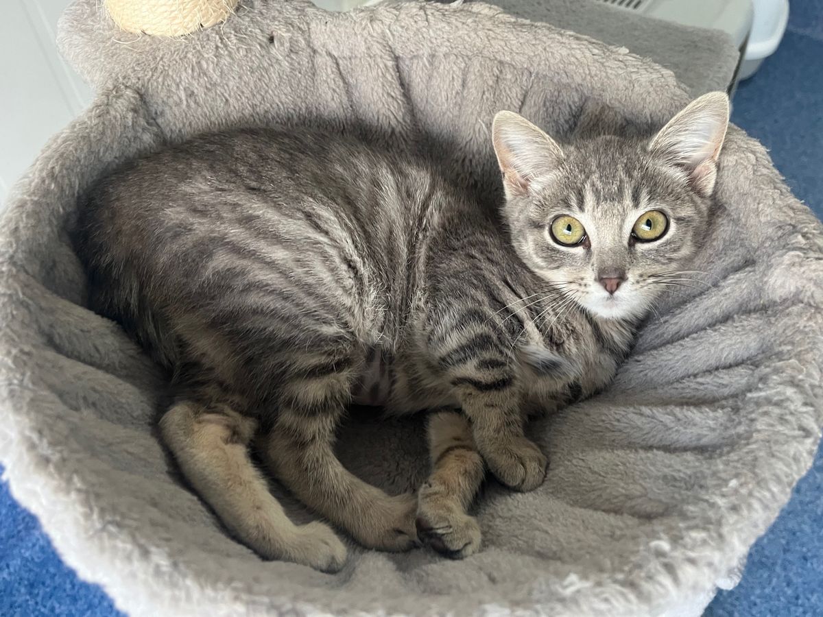 Gallery image: Amelia