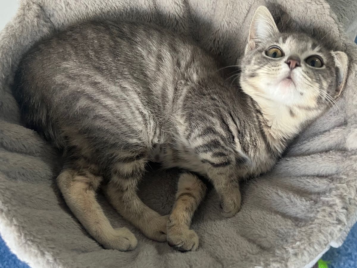 Gallery image: Amelia