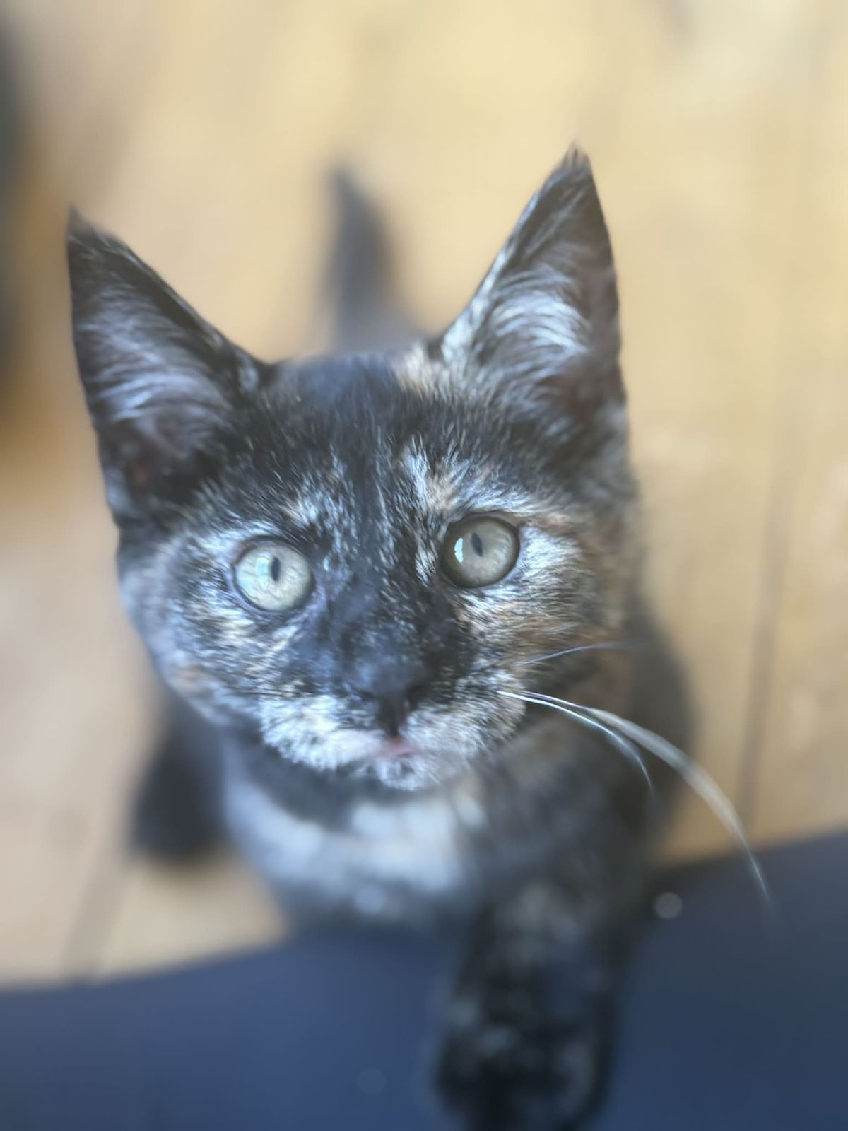 Gallery image: Alana