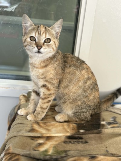 Ma Whero - Domestic Short Hair