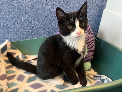 Jake - Domestic Short Hair