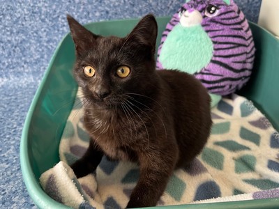 Yvie - Domestic Short Hair