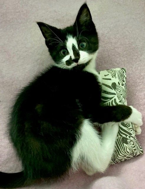 Gallery image: Chester