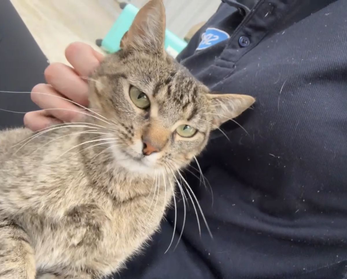 Gallery image: Chipmunk