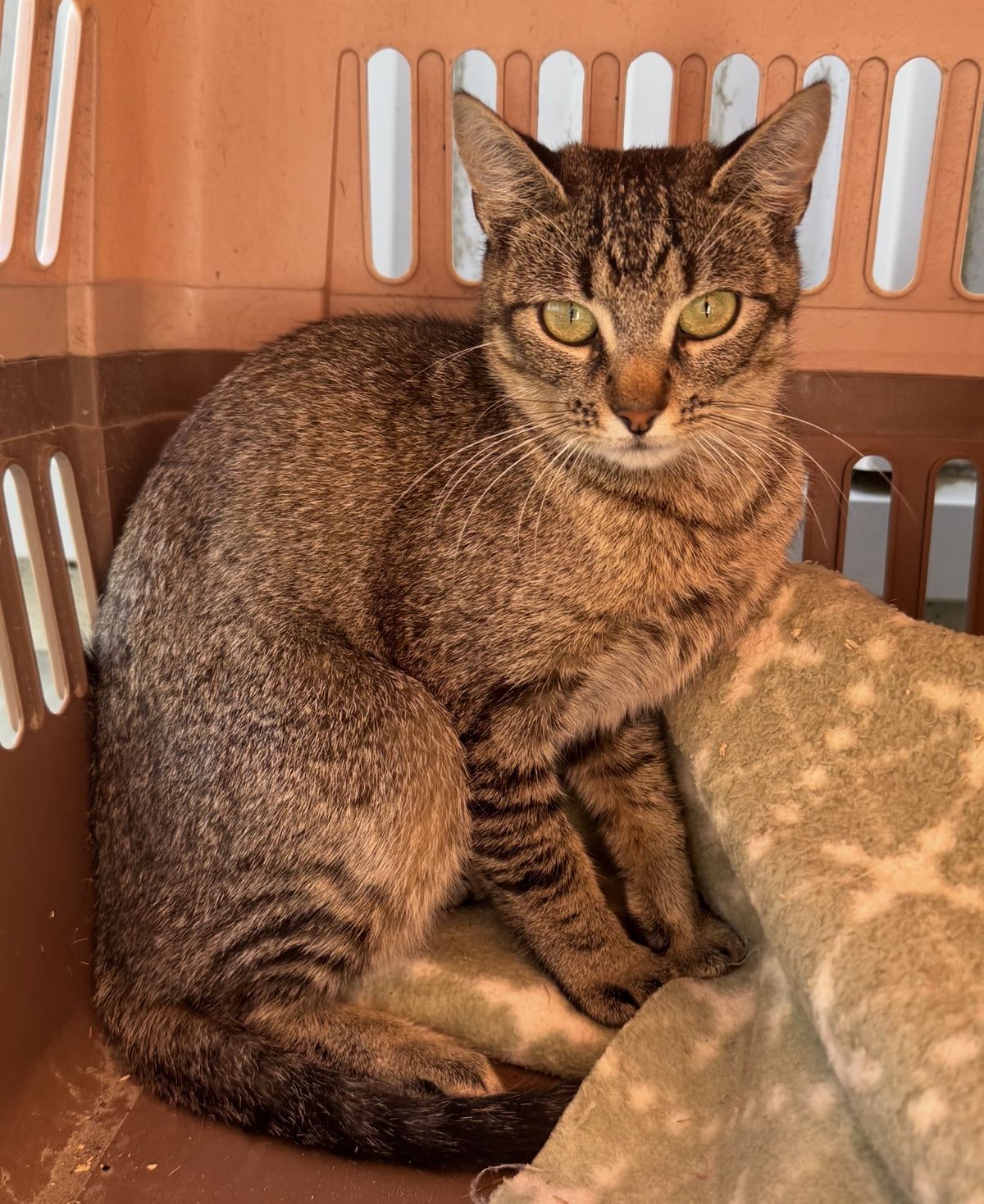 Gallery image: Chipmunk