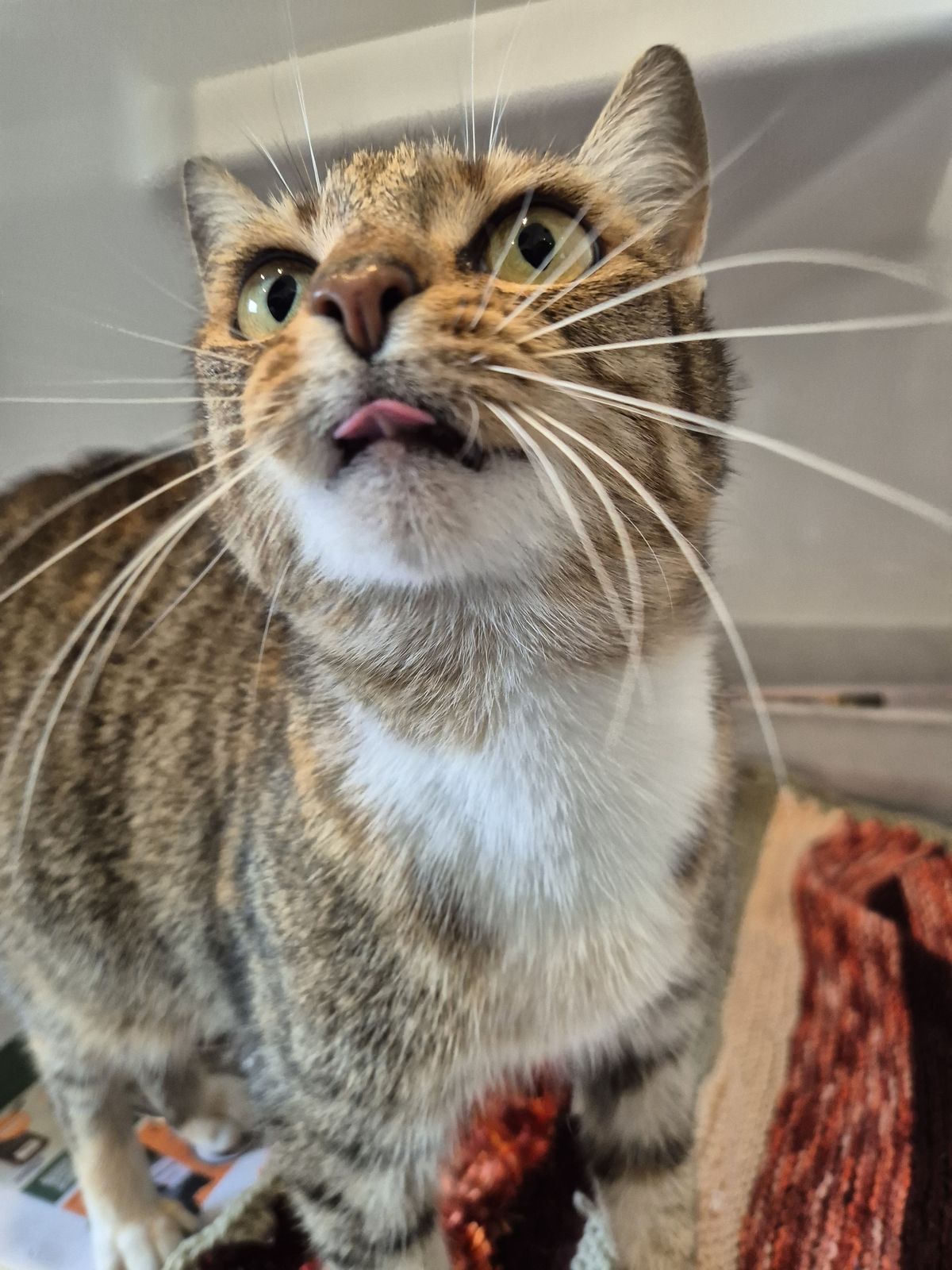 Gallery image: Bella