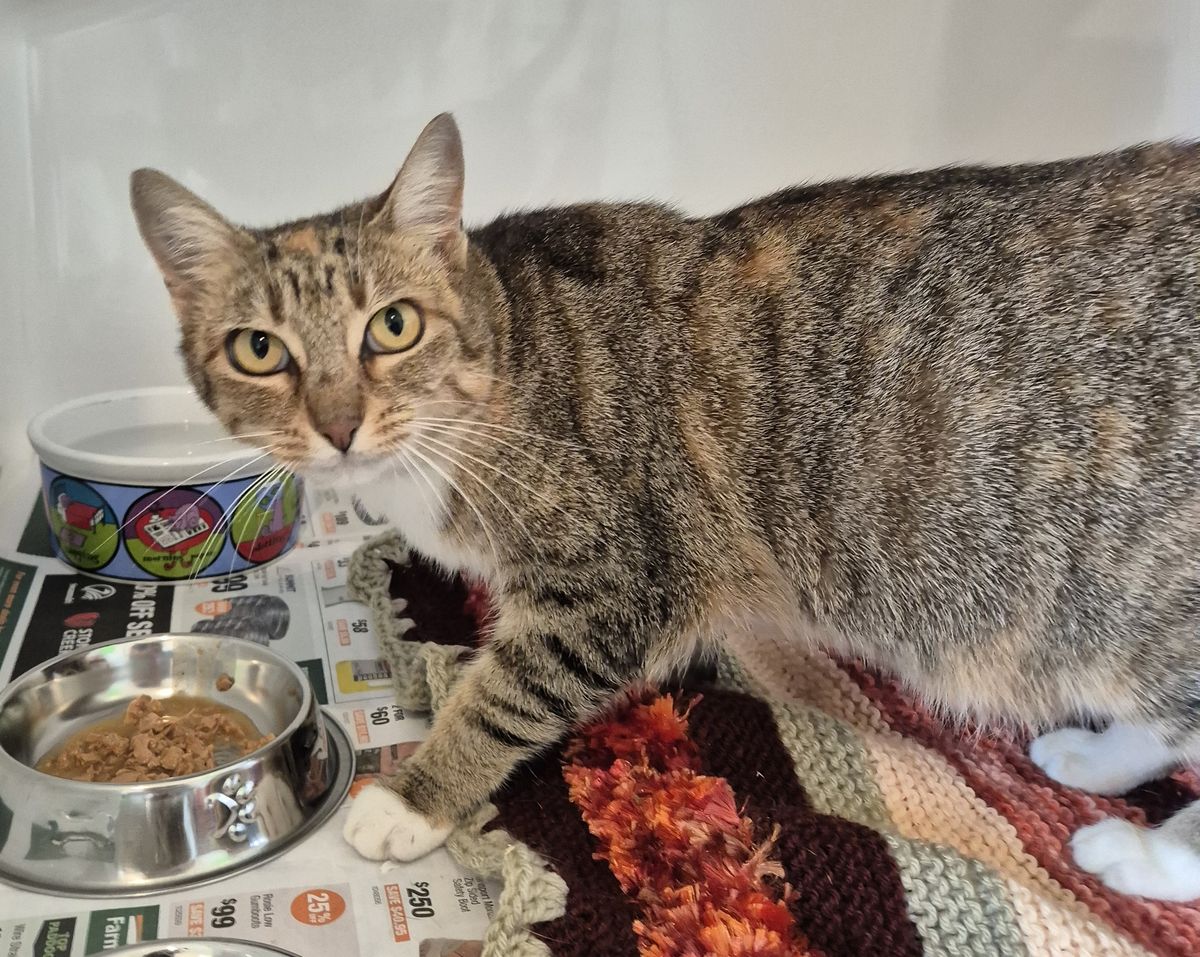 Gallery image: Bella