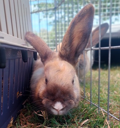 Sophia - Flemish Giant