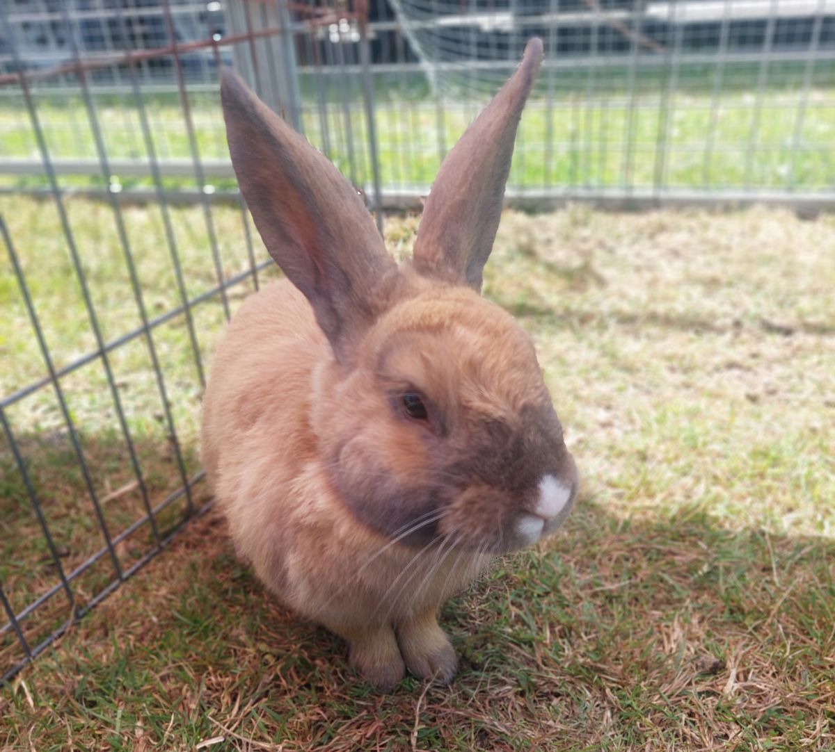 Gallery image: Tucker