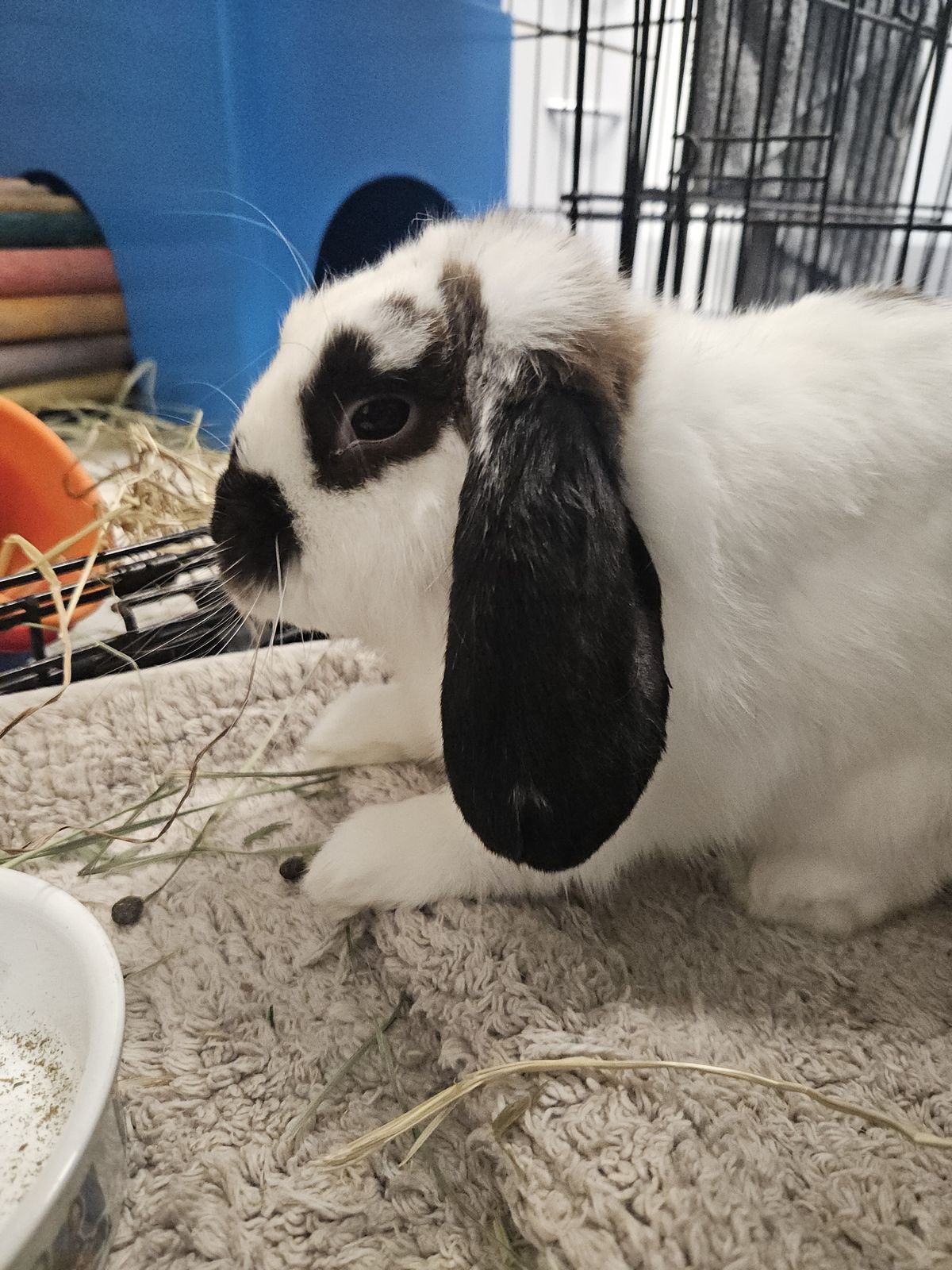 Gallery image: Bun Jovi