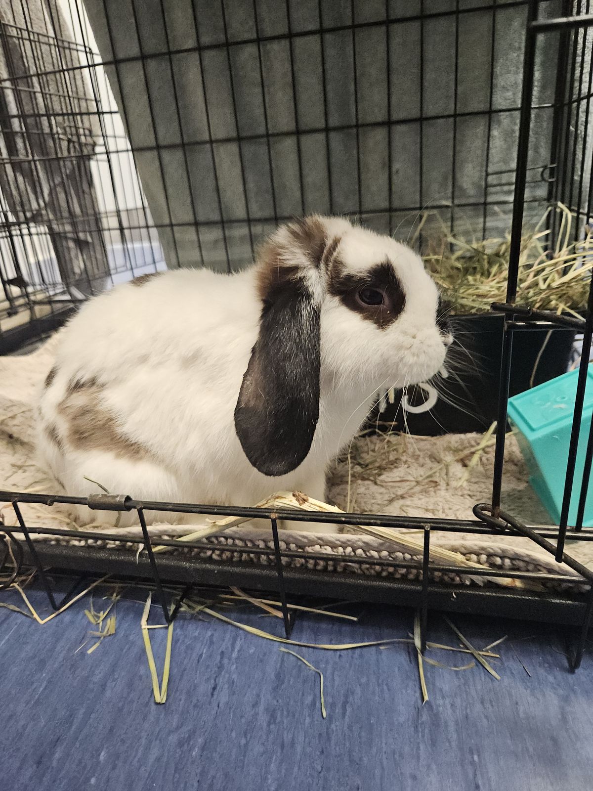 Gallery image: Bun Jovi