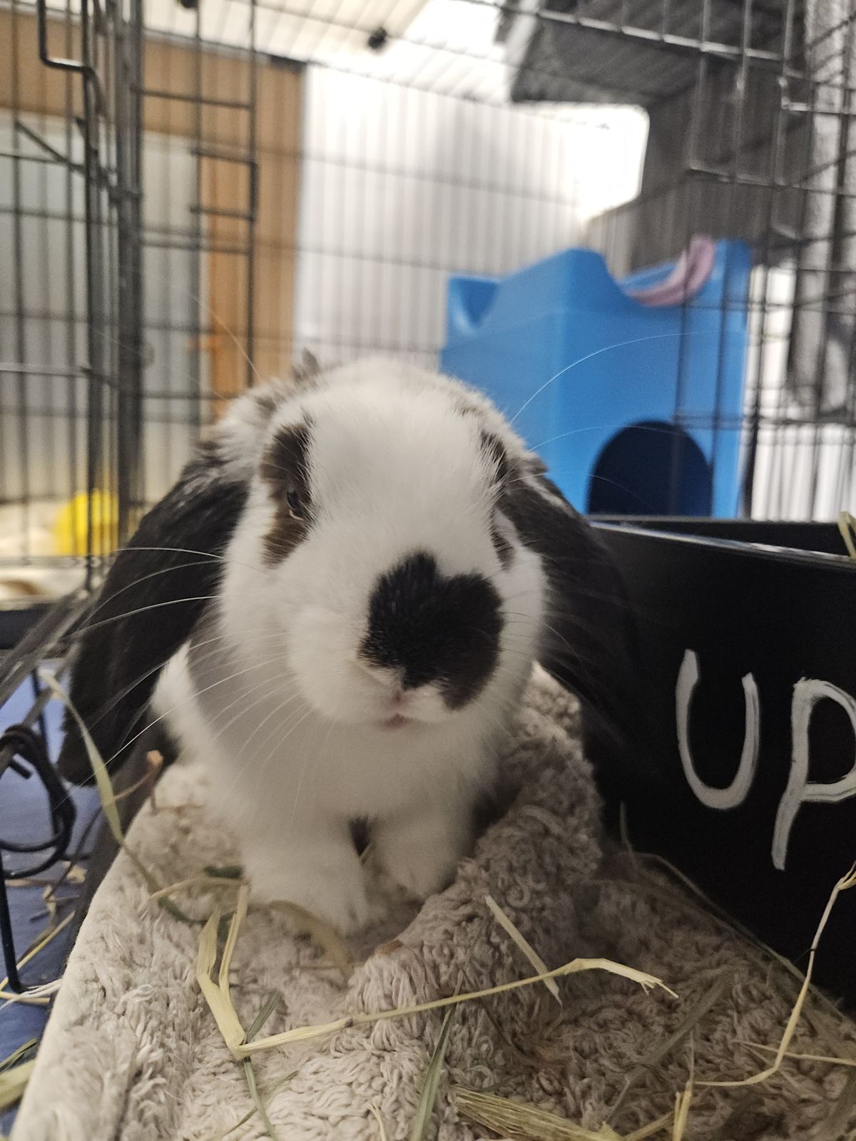 Gallery image: Bun Jovi