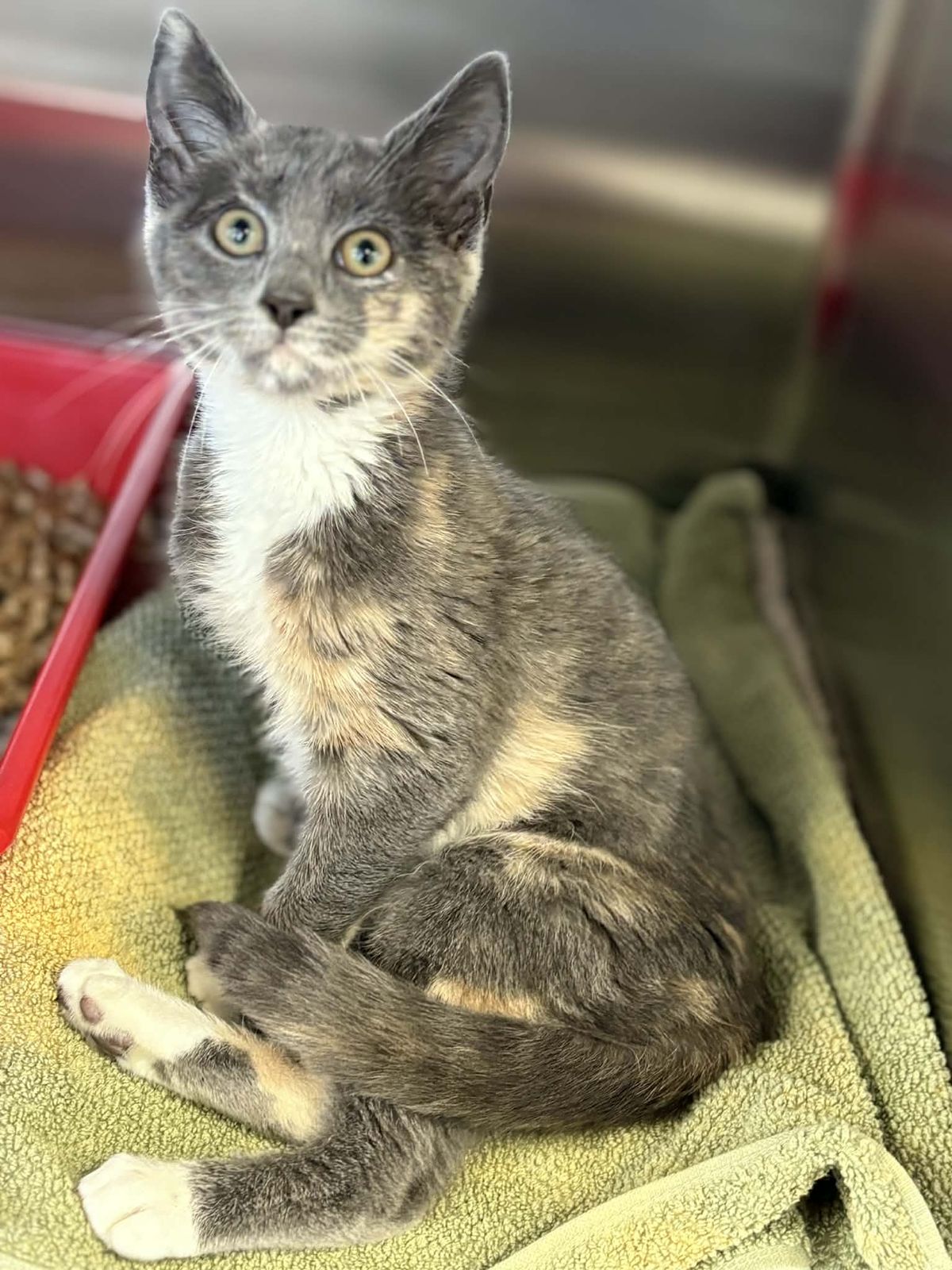 Gallery image: Fliss