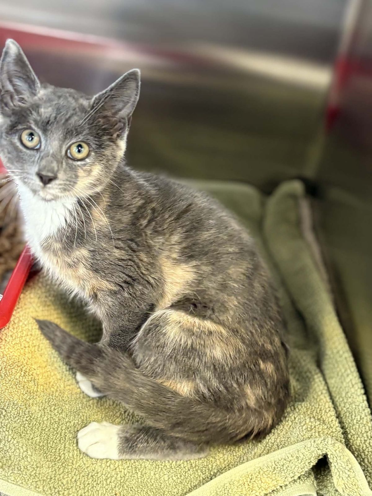 Gallery image: Fliss