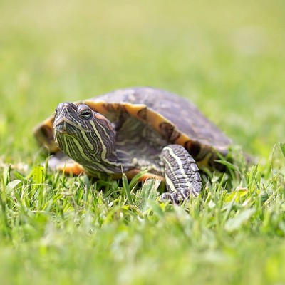 Sapphire - Turtle - Red Eared Slider