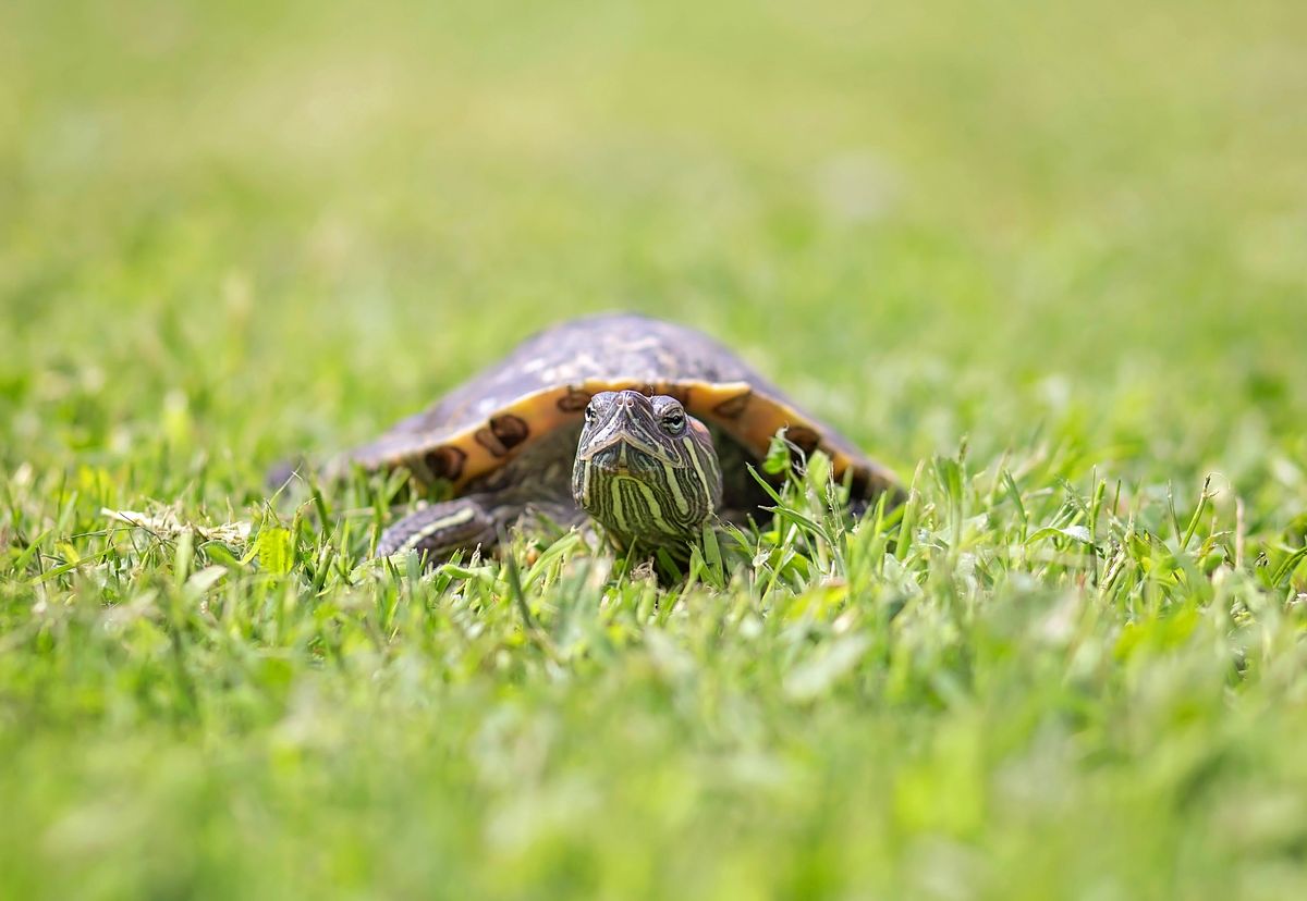 Gallery image: Sapphire