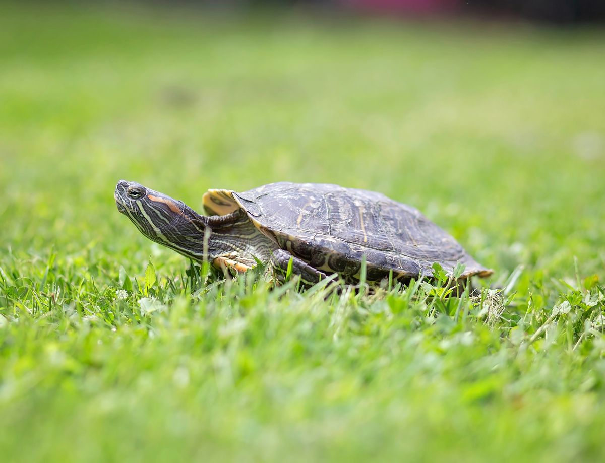 Gallery image: Sapphire