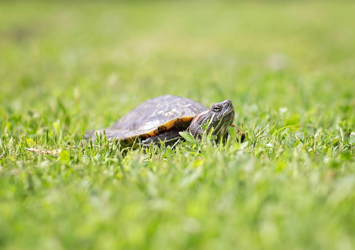 Gallery image: Sapphire