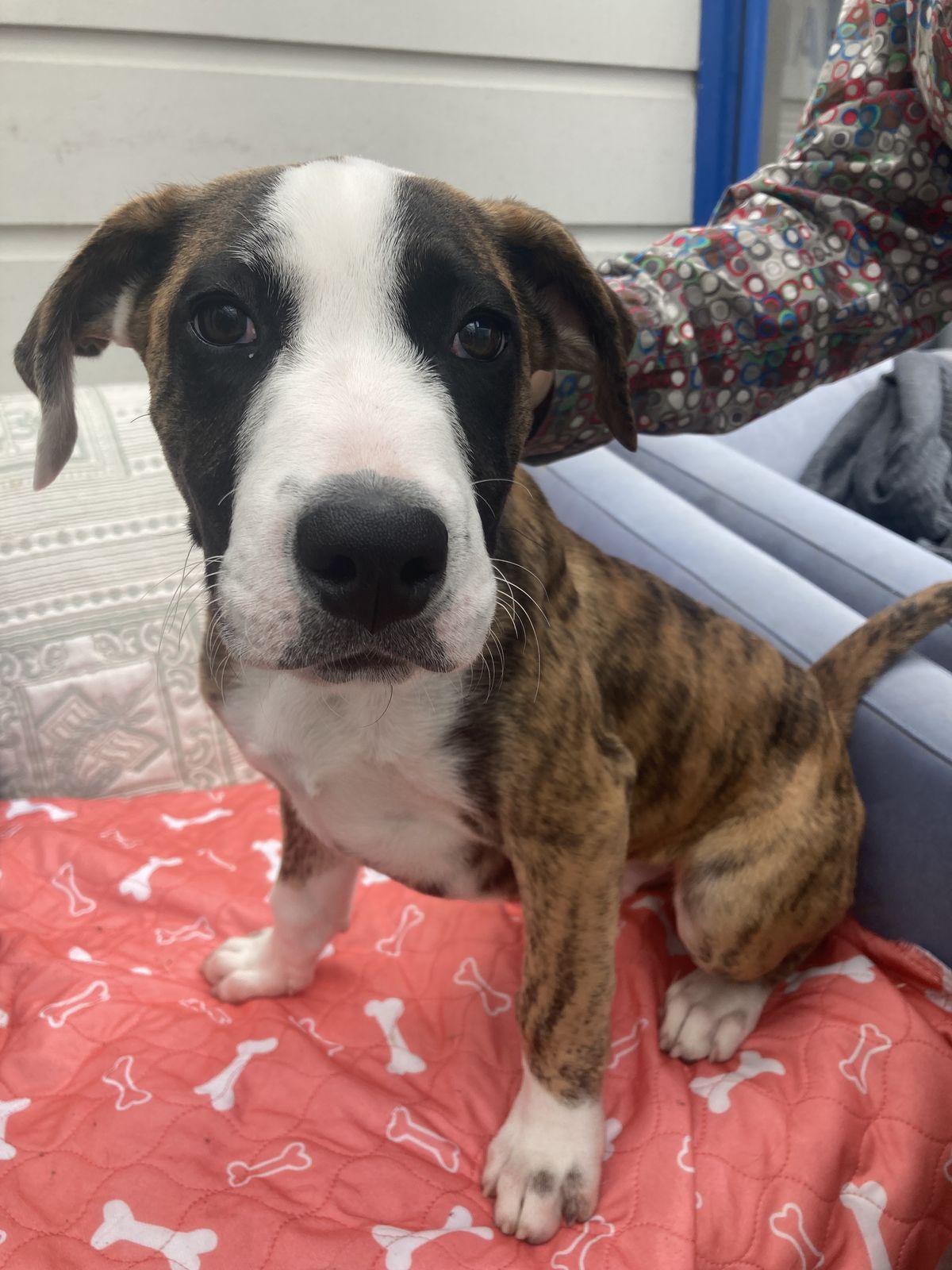 Gallery image: Pacman