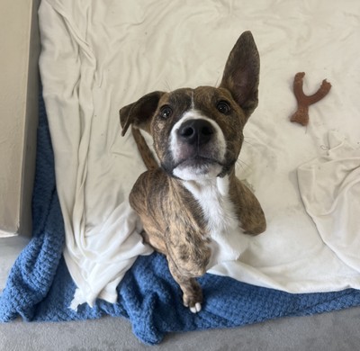 Max - Medium Cross Breed