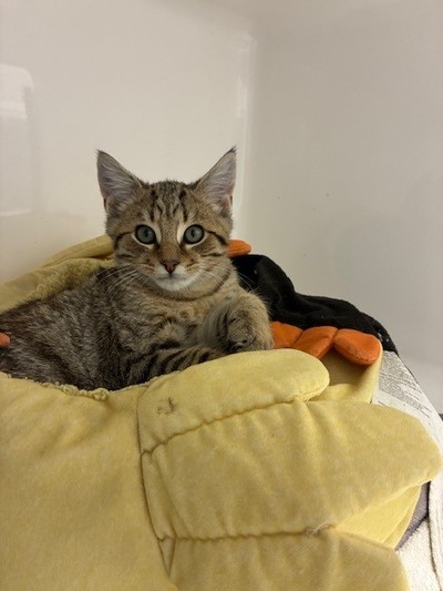 Simon - Domestic Short Hair