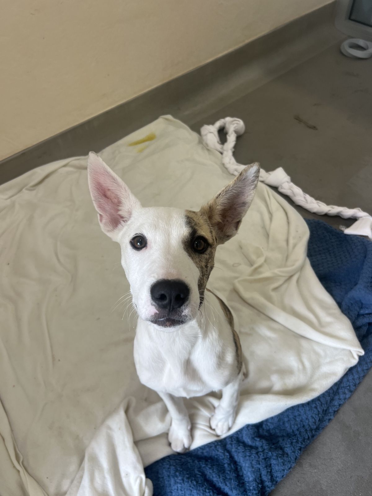 Gallery image: Tiffany