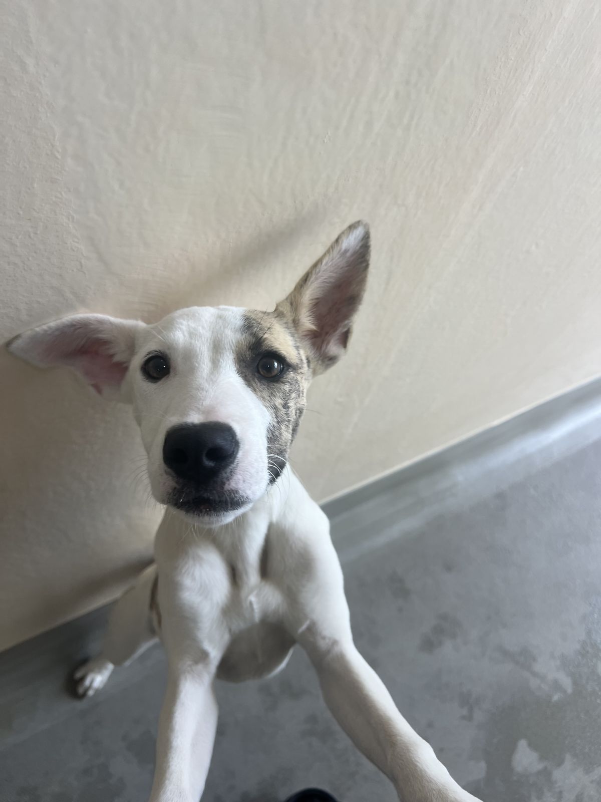 Gallery image: Tiffany